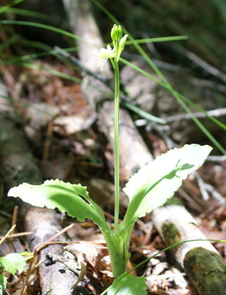 跡見群芳譜(野草譜 クモキリソウ)